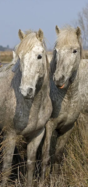 Лошадь Камарг Лошади Стоящие Болоте Святая Мария Мер Юго Востоке — стоковое фото