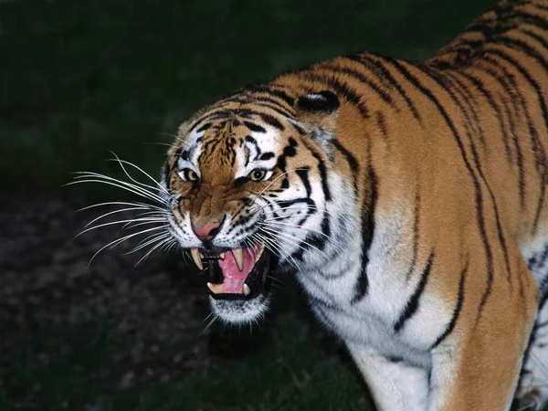 シベリアの虎 Panthera Tigris Altaica 成人のスターリング — ストック写真
