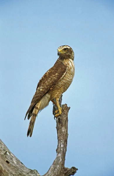 Sharp Shinned Hawk Accipiter Striatus Adult Standing Branch Pantanal Brazil — Stock Photo, Image