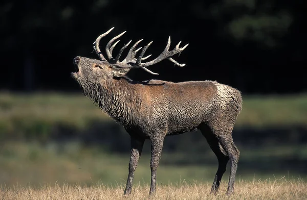 Red Deer Cervus Elaphus Stag Belling Tijdens Rut — Stockfoto