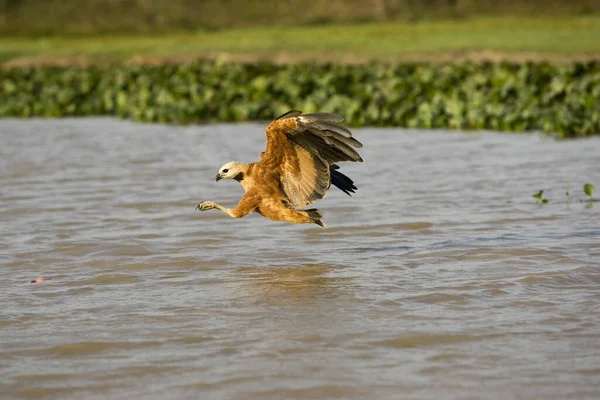 Halcón Cuello Negro Busarellus Nigricollis Adulto Vuelo Pesca Río Los — Foto de Stock