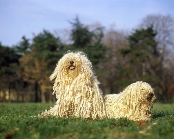 Perro Puli Húngaro Adultos Pie Sobre Hierba — Foto de Stock