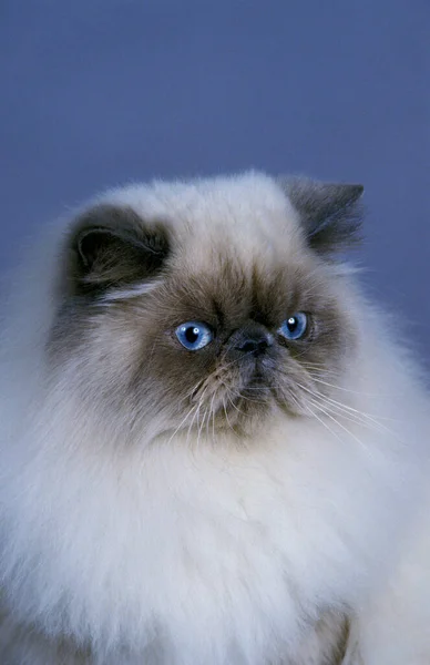 Гімалайський Домашній Кіт Портрет Дорослого — стокове фото