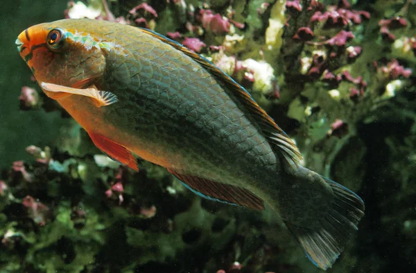 Papageienfisch Scarus — Stockfoto