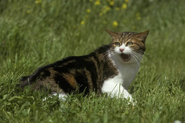 Domestic Cat Adult Standing Grass Snarling Defensive Posture — Stock Photo, Image