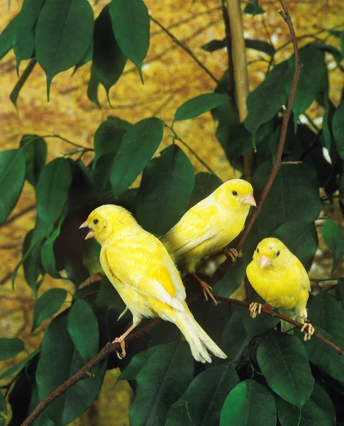 Yellow Canary Serinus Canaria Gruppo Piedi Branch — Foto Stock