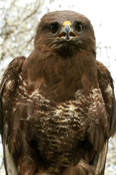 Avvoltoio Buteo Buteo Adulto Normandia — Foto Stock