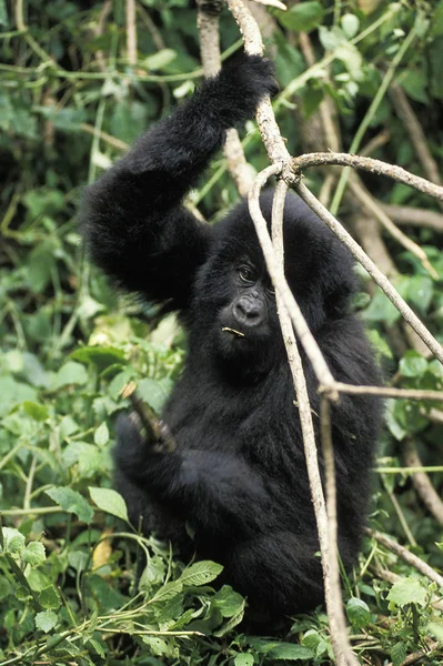 Gorilla Montaña Gorilla Gorilla Beringei Joven Jugando Con Branch Virunga — Foto de Stock