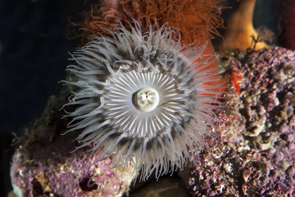 Sandy Anemone Aulactinia Reynaudi Afrique Sud — Photo