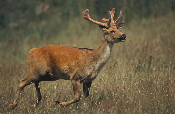 Barasingha Deer Swamp Deer Cervus Duvauceli Mężczyzna — Zdjęcie stockowe