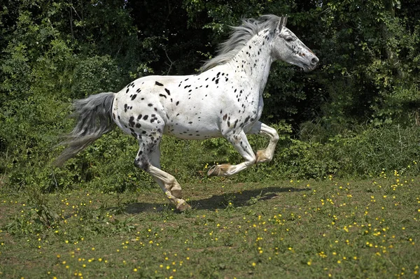 Cavalo Appaloosa Galopando Através Paddock — Fotografia de Stock