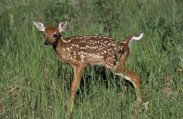 白尾鹿 卵形虫 站在草地上的Fawn — 图库照片