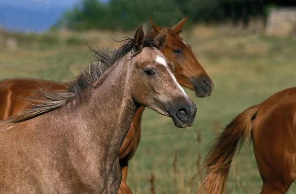 Arabian Horse Herd Staat Meadow — Stockfoto