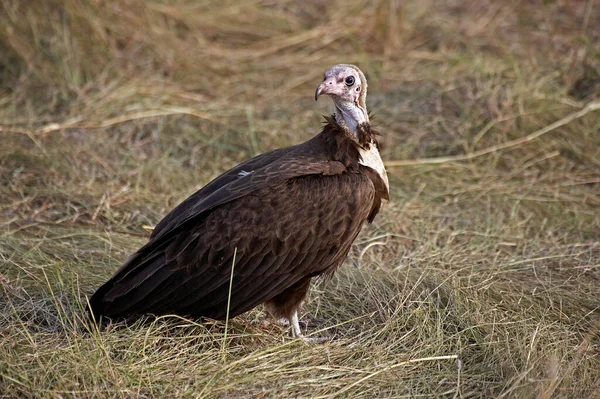 Hooded Vulture Necrosyrtes Monachus Adult Standing Ground Masai Mara Park — Stock Photo, Image