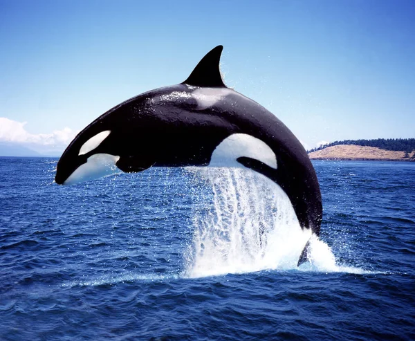 Killer Whale Orcinus Orca Adult Breaching Channel Orca Island — Stock Photo, Image