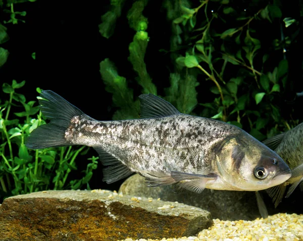 Silver Carp Hypophthalmichthys Molitrix Adult — Stock Photo, Image