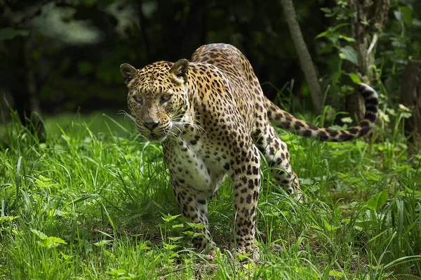 Sri Landkan Leopard Panthera Pardus Kotiya Volwassen Gras — Stockfoto