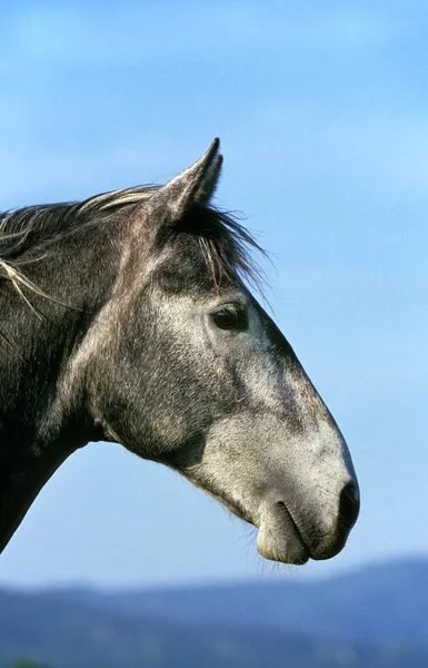 Lipizzan Horse Portrait Adult — Stock Photo, Image