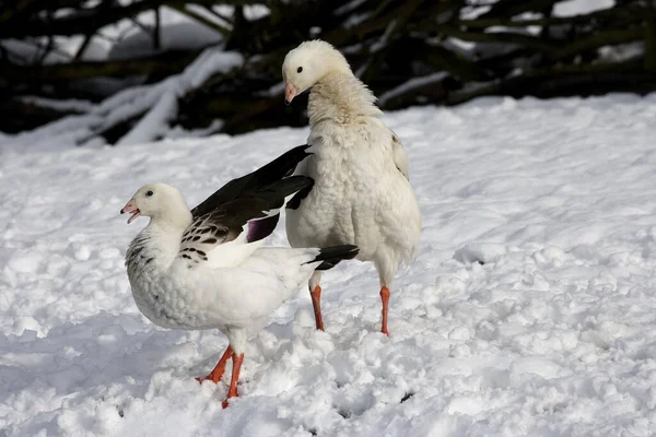 Andean Goose Chloephaga Melanoptera Pair Standing Snow — стоковое фото