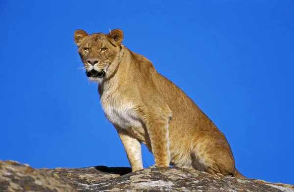 León Africano Pantera Leo Mujer Sentada Rock Kenia —  Fotos de Stock