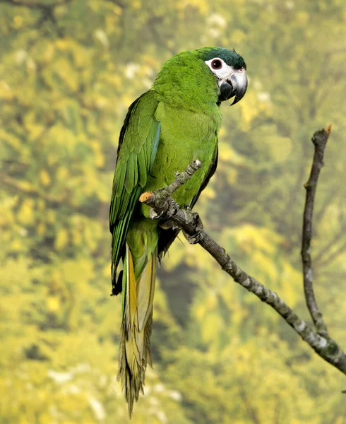 Macaw Czerwonymi Ramionami Ara Nobilis Dorosły Stojący Gałęzi — Zdjęcie stockowe