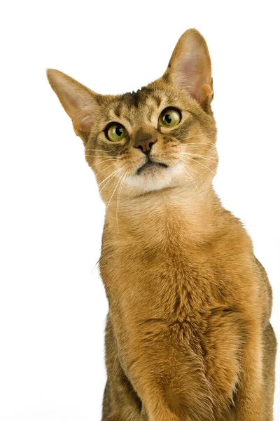 Abyssinian Domestic Cat Portrait Adult White Background — стокове фото