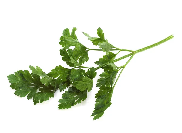 Perejil Hoja Plana Crispum Petroselinum Planta Aromática Contra Fondo Blanco —  Fotos de Stock