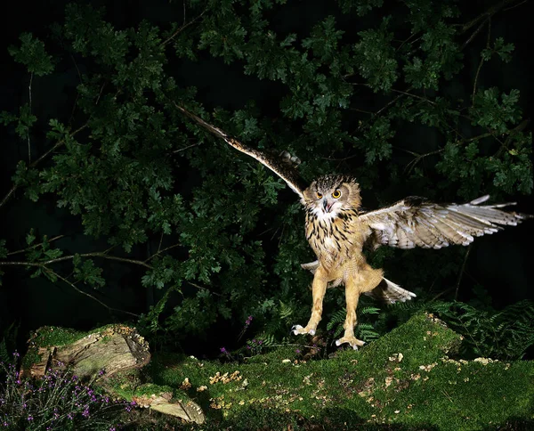 European Eagle Owl Asio Otus Adult Flight — ストック写真