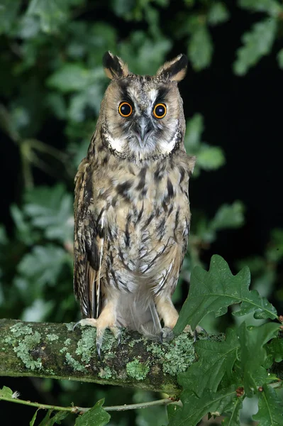 Long Eared Owl Asio Otus Adult Standing Branch Normandie — Stock fotografie