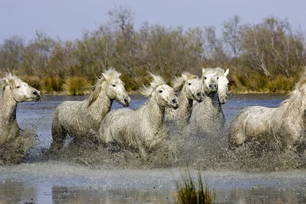 Camargue Horses Stádo Stojící Bažině Saintes Marie Mer Jihu Francie — Stock fotografie