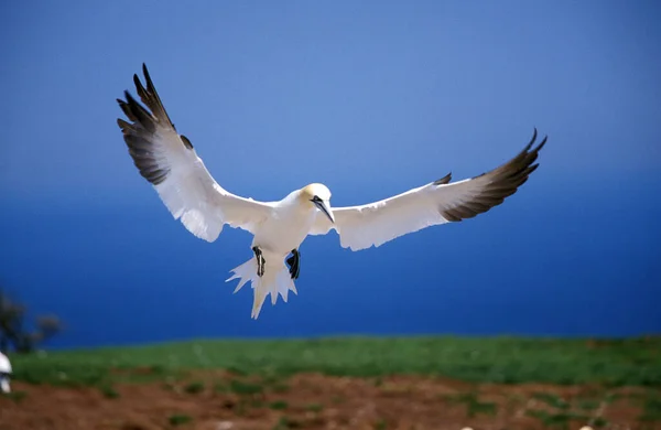 Kuzey Gannet Sula Bassana Yetişkin Uçuşu Quebec Bonaventure Adası Kolonisi — Stok fotoğraf