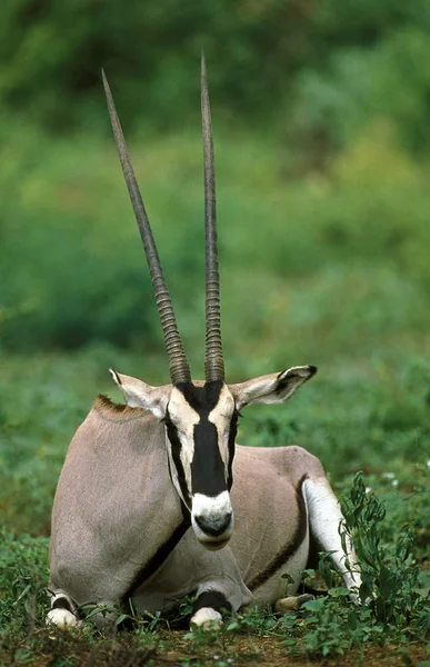 Beisa Oryx Oryx Beisa Mężczyzna Kładący Się Kenia — Zdjęcie stockowe