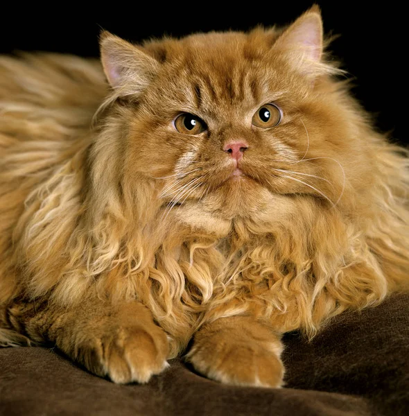 Κόκκινη Περσική Εγχώρια Γάτα Ενηλίκων Που — Φωτογραφία Αρχείου