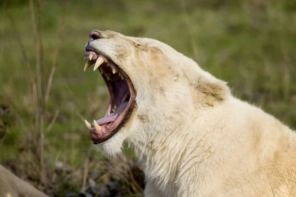 Beyaz Aslan Panthera Leo Krugensis Dişi Esneme — Stok fotoğraf