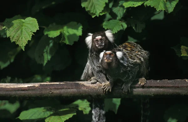 Common Marmoset Callithrix Jacchus Ενήλικες Που Στέκονται Στο Υποκατάστημα — Φωτογραφία Αρχείου