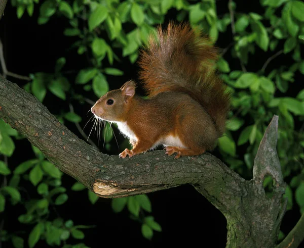 Kırmızı Sincap Sciurus Vulgaris Branch Üstünde Duran Erkek — Stok fotoğraf