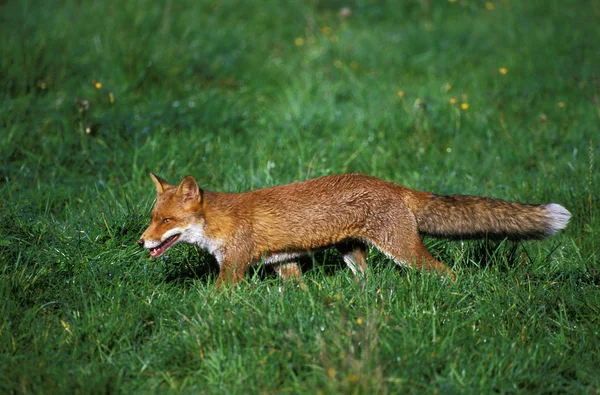 Renard Roux Vulpes Vulpes Adulte Debout Dans Prairie Normandie — Photo