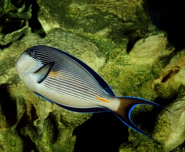 Sohal Tang Sohal Surgeonfish Acanthurus Sohal Взрослый — стоковое фото