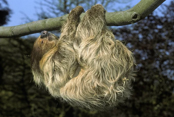 Two Toed Sloth Choloepus Didactylus Adult Hanging Branch — Stock Photo, Image