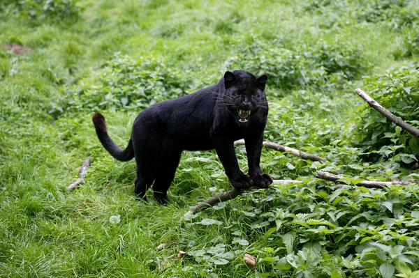 Black Panther Panthera Pardus Adult Гарчання Захисній Позі — стокове фото