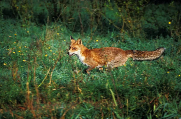 Red Fox Vulpes Vulpes Adult Біжить Через Медоу Нормандія — стокове фото