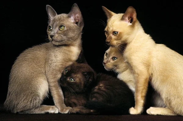 Chocolate Zibeline Und Lilac Burmese Domestic Cat Kätzchen Vor Schwarzem — Stockfoto