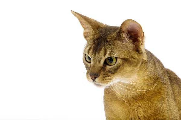 Abyssinian Domestic Cat Portrait Adult White Background — 스톡 사진