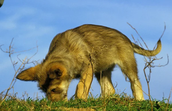 Picardie Schäferhund Welpen Riechen Boden — Stockfoto