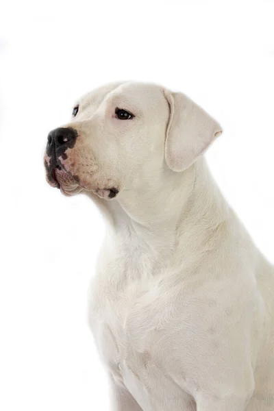 Argentinischer Dogge Rüde Mit Weißem Hintergrund — Stockfoto