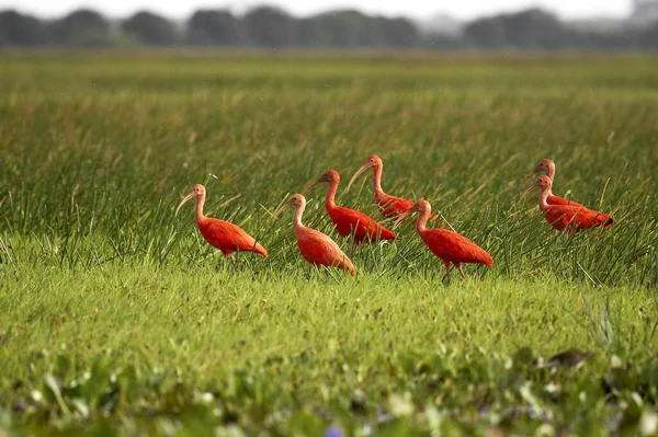 Scarlet Ibis Eudocimus Ruber Group Står Swamp Los Lianos Venezuela – stockfoto