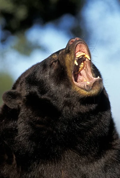 Amerikai Fekete Medve Ursus Americanus Nagyszájú Felnőtt Portréja Védekező Testtartásban — Stock Fotó