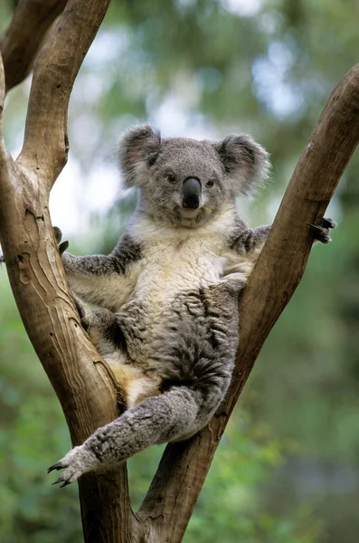 Koala Phascolarctos Cinereus Γυναίκα Στέκεται Στον Κλάδο — Φωτογραφία Αρχείου