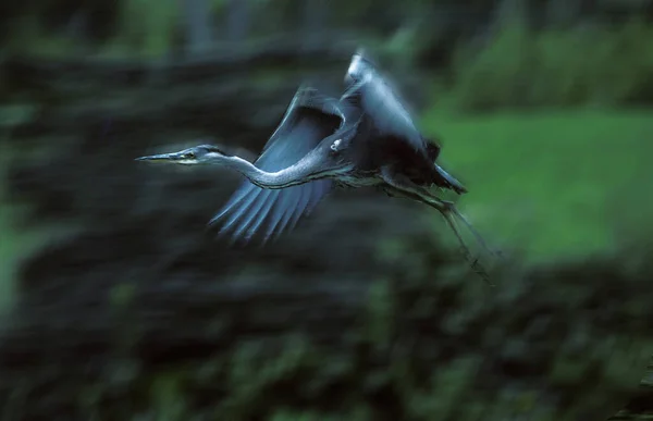 Graureiher Ardea Cinerea Erwachsener Flug — Stockfoto