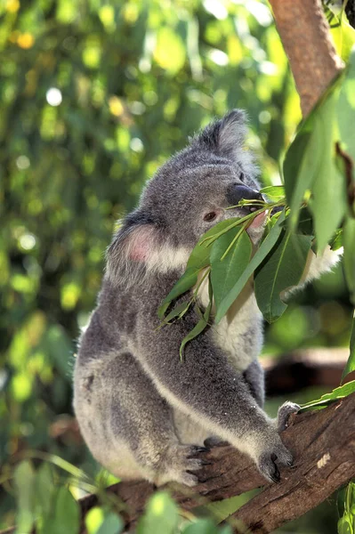 Koala Phascolarctos Cinereus Dorosły Stojący Drzewie Eukaliptusa Australia — Zdjęcie stockowe